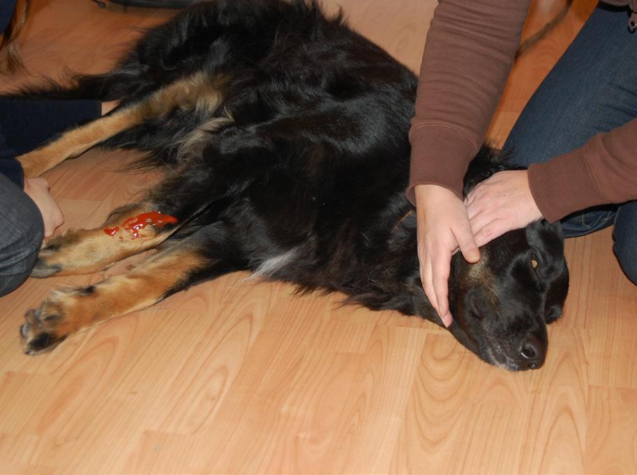 Träff 3: Olika åkommor på hund Den tredje och sista träffen omfattar kompendiets fjärde kapitel och är till stor del teoretisk och syftar till att ge deltagarna ökad kunskap om olika typer av åkommor