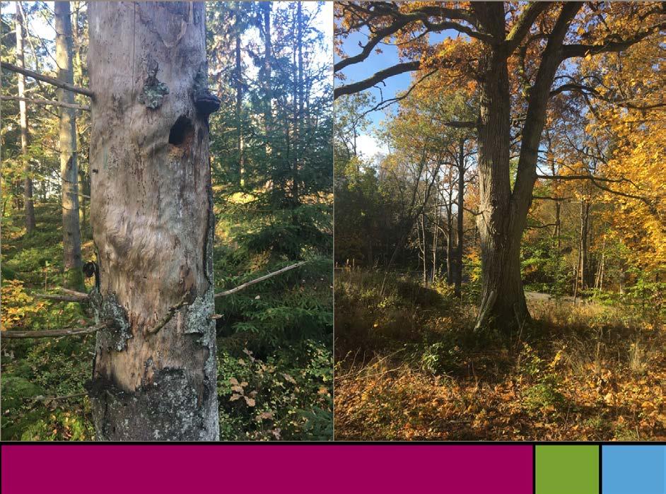 Naturvärdesinventering Brännabben,