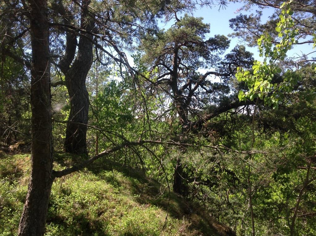 Område 27 Naturvärdesklass Motivering Naturvårdsarter Tallskog i brant 3 Påtagligt naturvärde Äldre tallskog av lav-ristyp i gradient ner till mer blåbärsristyp.