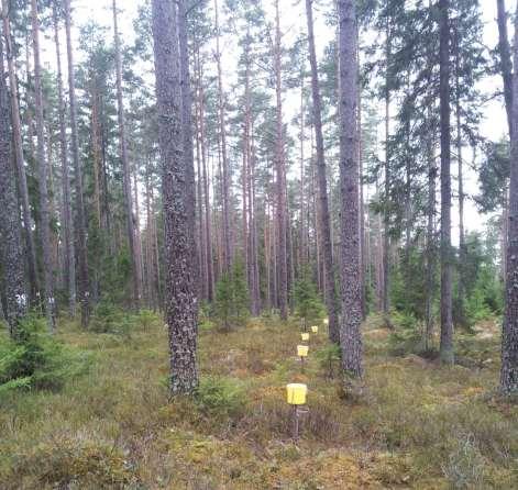 Tillståndet i skogsmiljön i Kronobergs län. Resultat från Krondroppsnätet t.o.m. september 13. IVL rapport B 174 Attsjö (G 1): Yta med drygt 9-årig tallskog två mil öster om Växjö.