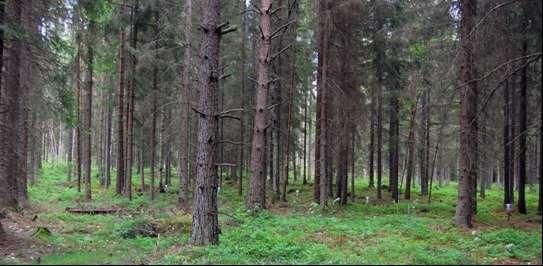 Tillståndet i skogsmiljön i Kronobergs län. Resultat från Krondroppsnätet t.o.m. september 13. IVL rapport B 174 Tagel (G ): Yta nordväst om Alvesta med 88-årig granskog, ståndortsindex G8.
