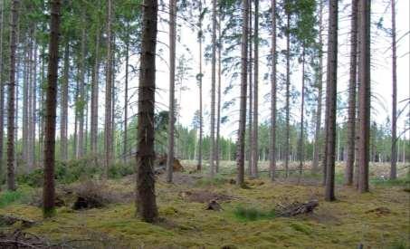 Tillståndet i skogsmiljön i Kronobergs län. Resultat från Krondroppsnätet t.o.m. september 13. IVL rapport B 174 Angelstad (G 3): Yta sydost om Bolmen med drygt 7-årig granskog, ståndortsindex G3.