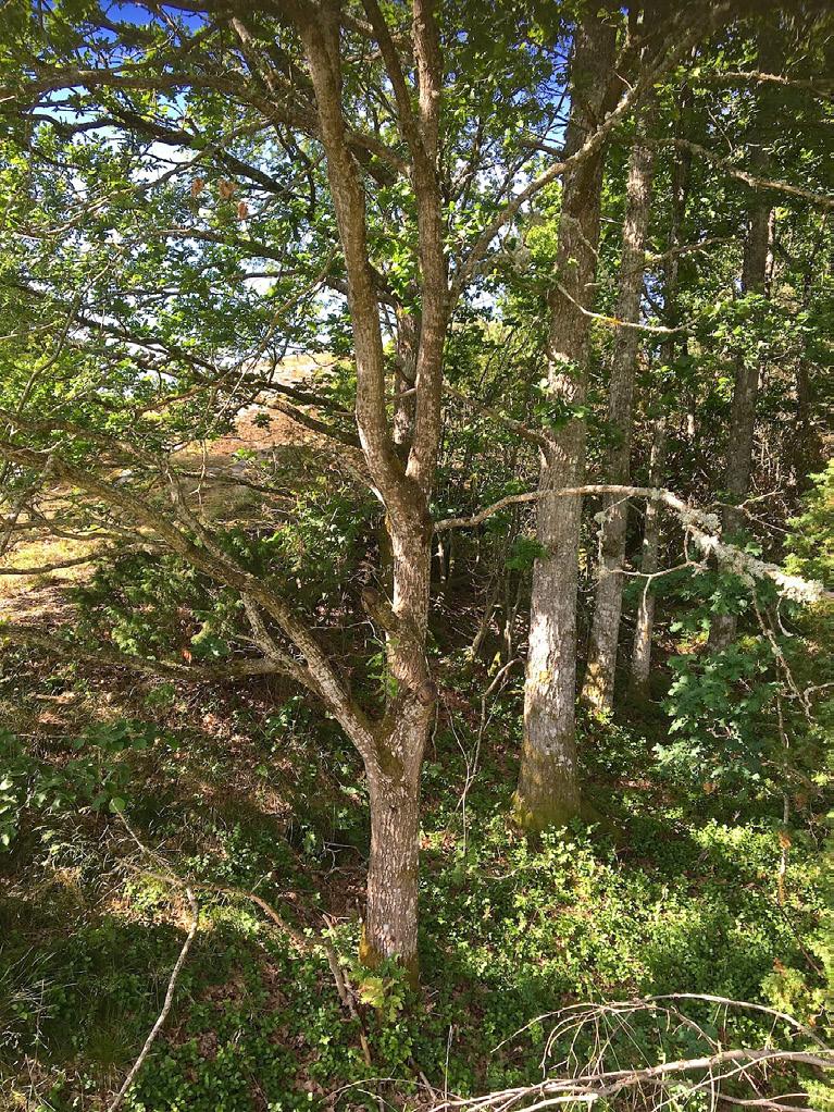 1. Ädellövskog Naturvärdesklass: Naturvärdesklass 4 visst naturvärde Dominerande naturtyp: Skog och träd Biotoper: Ädellövskog, skogsbryn Natura