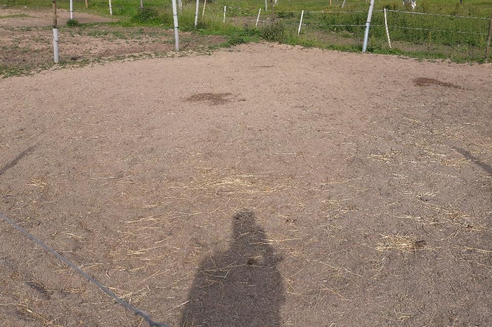 Kvarlämnat foder riskerar att trampas ner i leran och fosforläckaget ökar. Foto: Theresa Sandstedt Figur 3.