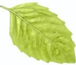 12. Skriv in de kemiska beteckningarna. + Vätgas + Syrgas Vatten + 13. Skriv in de kemiska beteckningarna. + Magnesium + Syrgas Magnesiumoxid + 14.
