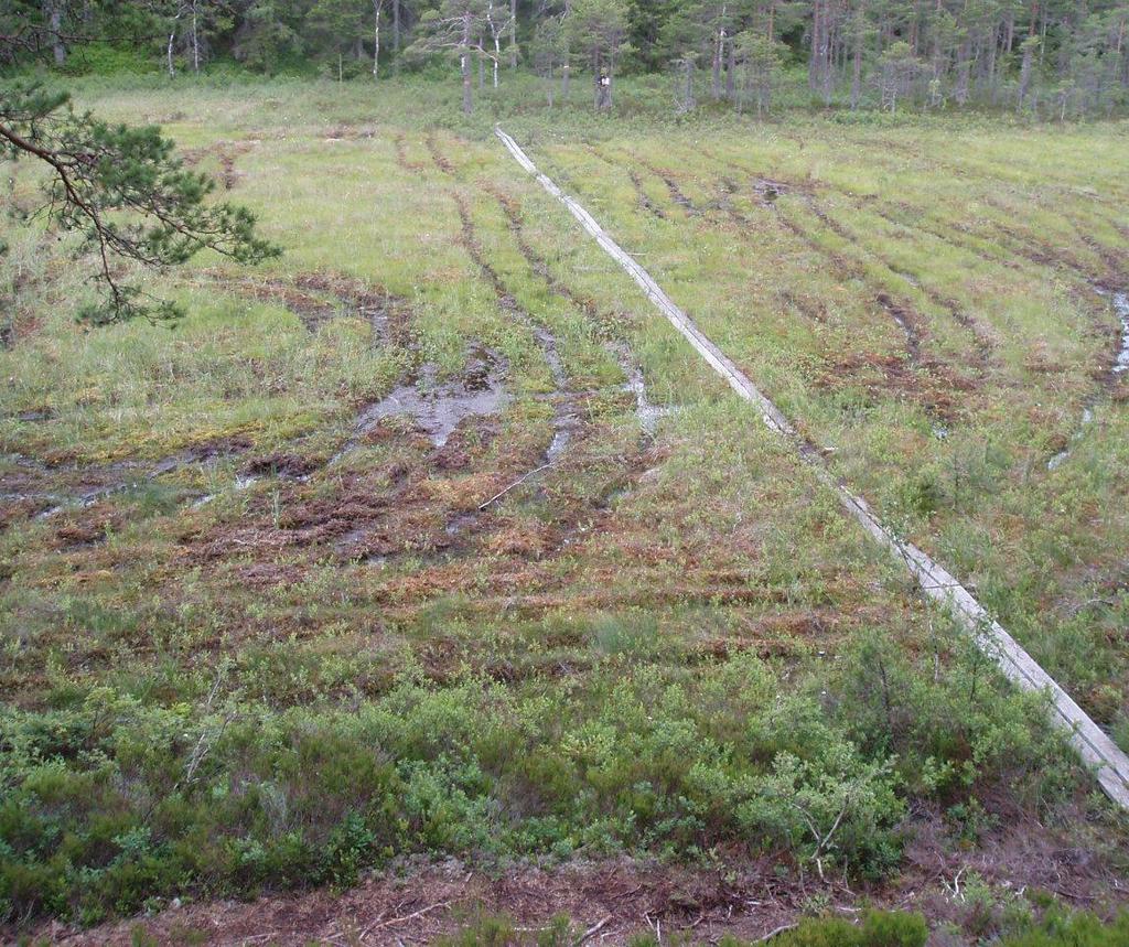 Uppföljning av vegetation och direkta ingrepp i myrar - utvärdering