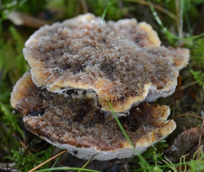 5. Naturvårdsarter i Adolfsbergsskogen 2015 2018-02-28; kärlväxter och kryptogamer Tabell 4.