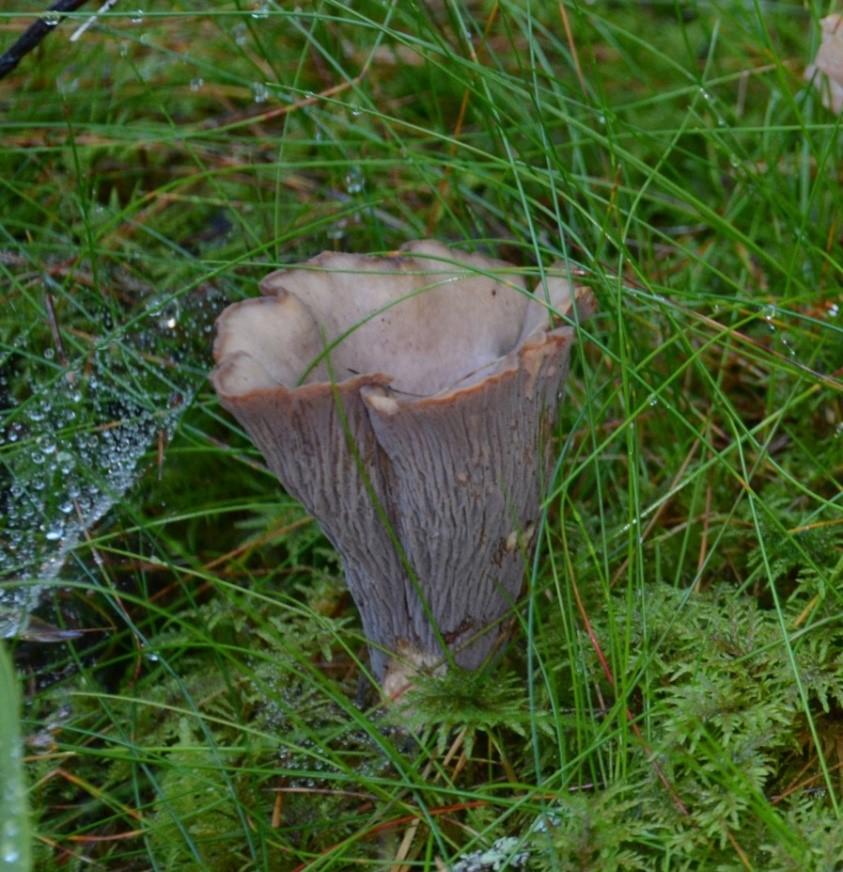 6. Beskrivning av naturvårdsarterna i Adolfsbergsskogen; kärlväxter och kryptogamer I Avsnitt 6 redovisas ett stort antal matriser med beskrivningar av de naturvårdsarter (kärlväxter, mossor, lavar