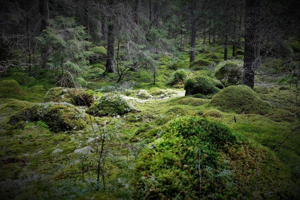 6.2.1 Sammanfattning, mossor Hittills har 14 naturvårdsarter observerats bland mossorna. Till kategorin Skyddade arter hör 3 arter (vitmossor) som är skyddade enligt Habitatdirektivets bilaga 5.