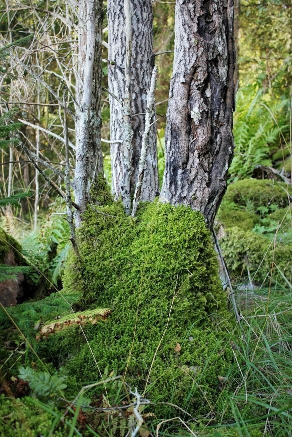 En av mossorna med högt signalvärde blek stjärnmossa trivs bäst på kalkrik mark i ädellövnaturskogar medan flera andra signalarter finns i alsumpskogar, alkärr, hassellundar och andra lövskogsmiljöer.