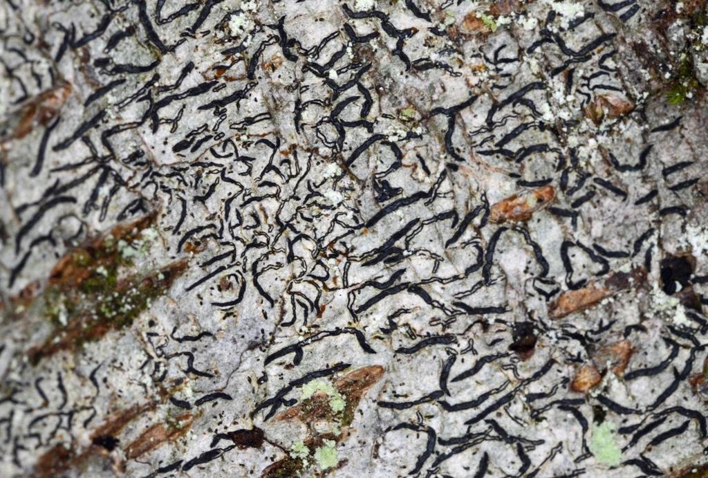 Vidare finns det 6 signalarter, varav 3 har högt, 1 medelhögt och 2 visst signalvärde. Slutligen finns det 3 typiska arter för 3 olika livsmiljöer i Natura 2000-områden.