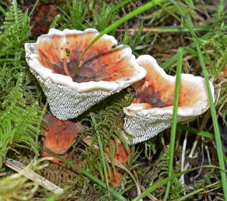 I rapporten Nyckelbiotoper, biotopsskyddsområden, ansvarsnaturtyper och ÅGP-arter i Adolfsbergsskogen i Storvreta från 2016 beskrevs planområdet med hjälp av begreppet nyckelbiotop, som