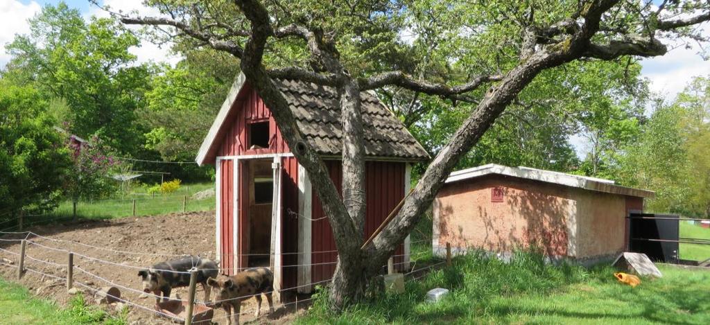 Till gården hör också grishus och andra