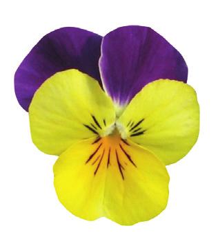 Rebelina Purple & Yellow Violer