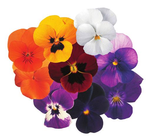 Mix, enhetlig och lågväxande viol, blommar