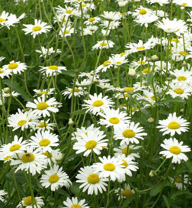 Stora, helt fyllda blommor med strålformade kronblad. Sorten är framtagen för att passa ihop med kallhusodling av pensé. Så i sep/okt, odla svalt, frostfritt. Kulturtid 18-24 veckor.