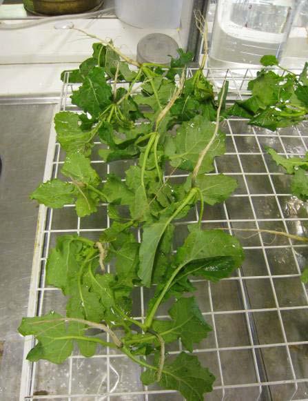 Plantegenskaper vid invintring Vid invintringen som skedde i månadsskiftet oktober/november mättes plantegenskaperna i försöken.