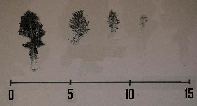 Bladens gradering a) Små blad = 1 b) c) Mellanstora blad =2 Fullt