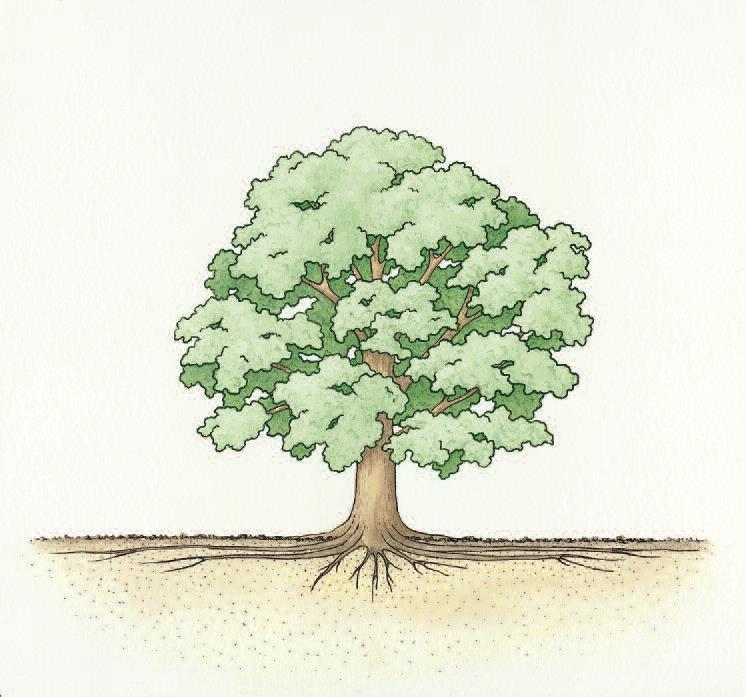 6. Marken runt trädet 6:1 Träd står på en plats och kan inte flytta sig själva. De behöver utrymme att växa och det är viktigt att utrymmet inte störs allt för mycket.