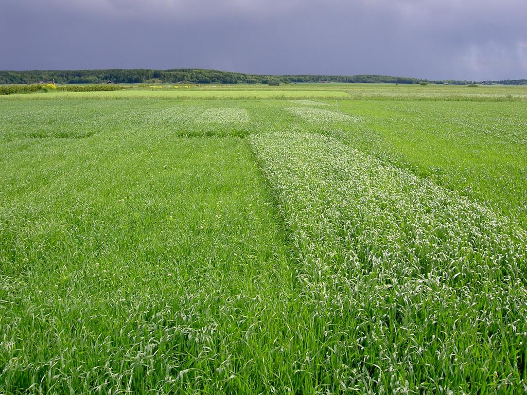 Sortval i ekologisk odling 2013 Sortförsök 2008-2012 Höstvete Höstråg Rågvete Vårvete Vårkorn Havre Åkerböna Lupin Ärter Potatis