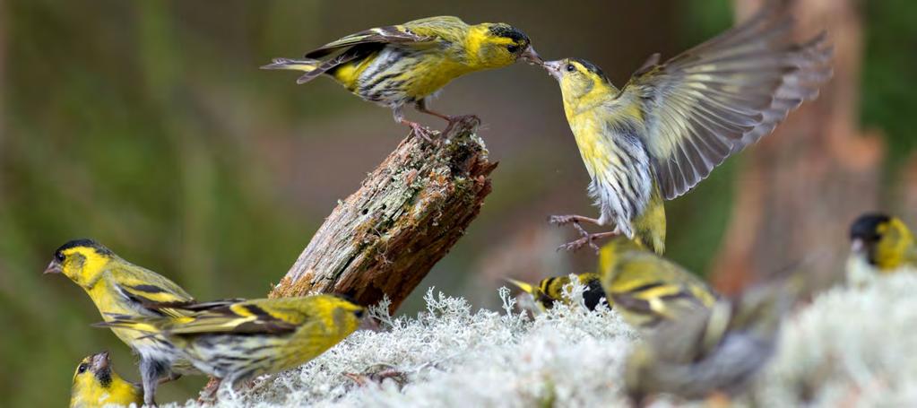 1 Forststyrelsen 2016 Organisation och ledning Forststyrelsen är ett statligt affärsverk med inriktning på produktion av tjänster i naturresursbranschen för en mångsidig kundkrets från medborgare