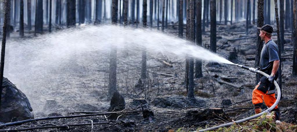 47 Ansvar Ansvarsfull skötsel och användning av naturresurserna Forststyrelsen värnar om den ekologiska och kulturella mångfalden med hjälp av mångsidiga skydds- och vårdåtgärder, och strävar efter