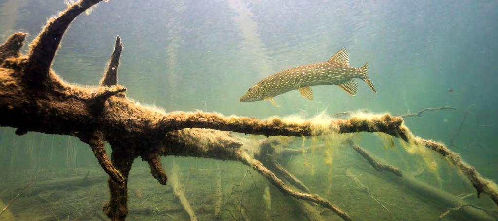 55 Ansvar Fiskeställena utvecklades för att främja ödemarksturismen Forststyrelsens fiskevatten i olika delar av Finland utgörs av sjöar, träsk, forsar och älvar där naturupplevelsen betyder lika