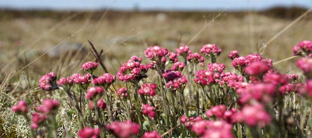 61 Ansvar Skydd och vård Det ekologiska nätverket av skyddsområden utvidgas i mångbruksskogarna De naturskyddsområden som är belägna på statens mark- och vattenområden bildar ett landstäckande
