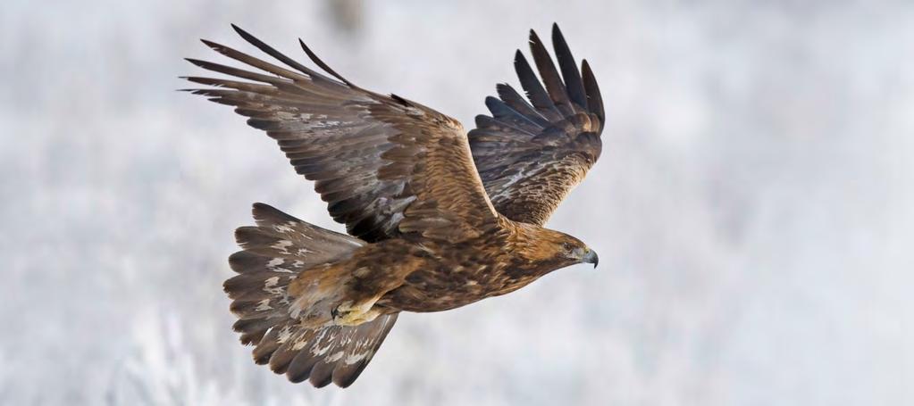 70 Ansvar Bra skick på artskyddet i mångbruksskogarna År 2016 gjordes en genomgång av förekomsterna av arter som kräver omedelbara åtgärder.