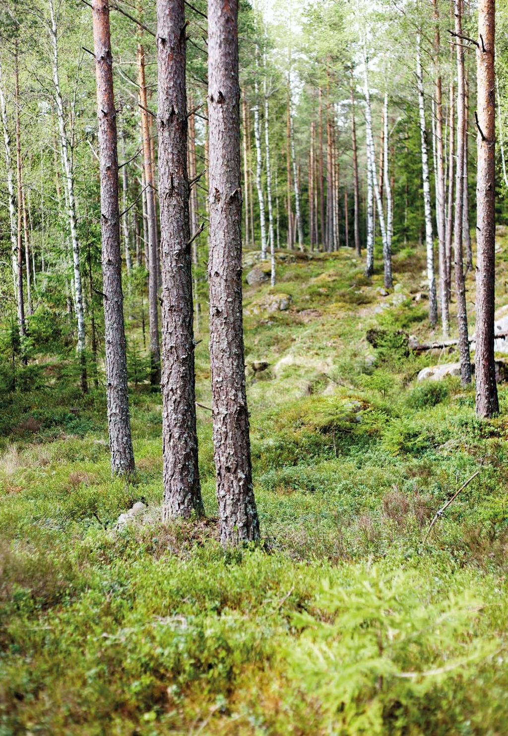 Det vi arbetar med är bland det mest värdefulla i världen. Skog och Människor.
