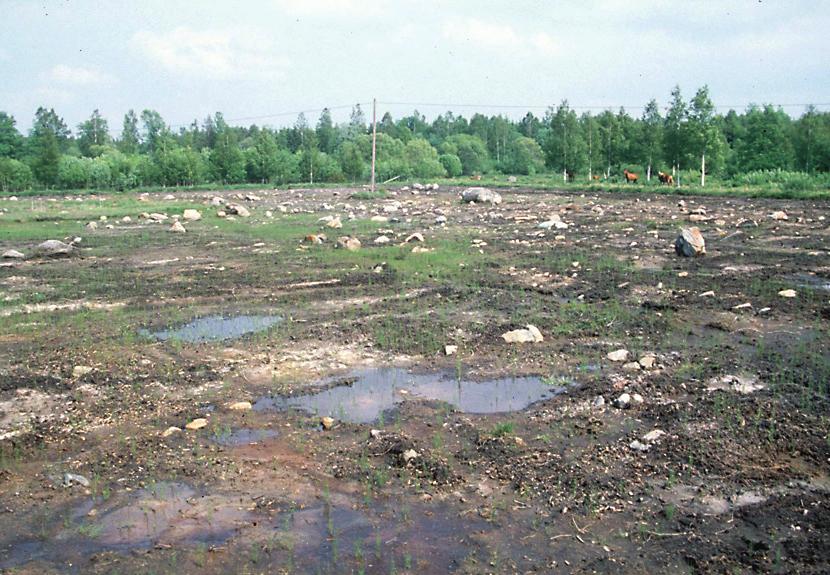 Left: A nearby area dominated by Filipendula ulmaria, similar to the study site before the restoration. Right: The site in 2001 after topsoil removal.