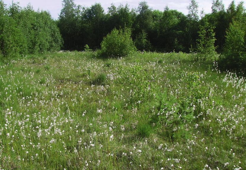 provrutor, vilket beror på att det var den dominerande arten då. Späd skorpionmossa hamnar däremot långt åt andra hållet eftersom den hittills bara har hittats i det gamla kärret.
