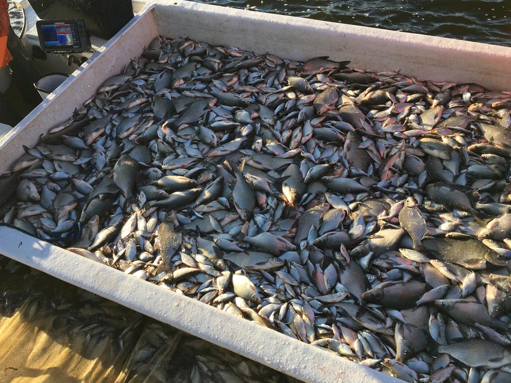 Rovfisk släpps snabbt tillbaks medan vitfisk läggs i båten.