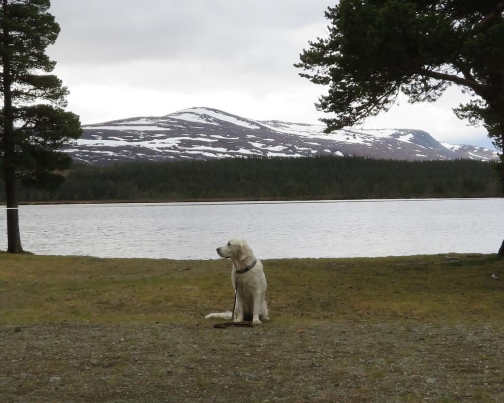 Fjällfemman vid Nulltjärn (Vålådalen) Många passade på att motionera på nationaldagen. Den nya klubben, Åre OK, bjöd på orientering i fin fjällmiljö vid Nulltjärn.
