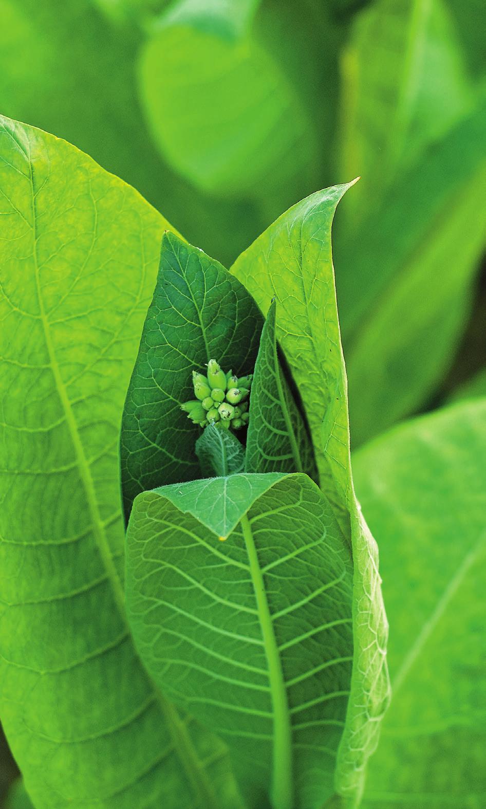 TOBAK Tobak är en växt, tobaksplantan, och det finns cirka 100 olika arter. Tobaksplantan är släkt med potatisväxten.