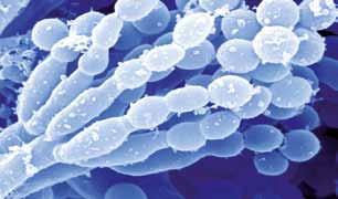 Penicillium