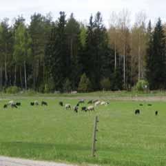 När lammen är avvanda skickas en del utslagstackor till slakt. De som av någon anledning inte blivit dräktiga eller haft svåra lamningar slaktas. Likaså de med eventuella juverfel slås ut.