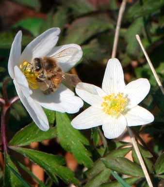 Vitsippa DET BLOMMANDE BERGET Vitsippan är en flerårig ört som tillhör familjen ranunkelväxter.