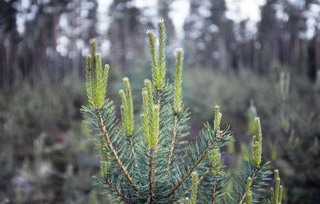 Fokus på tillväxt Foto: Michael Ekstrand Optimera de vanliga skötselåtgärderna Bästa möjliga plantmaterial Produktionshöjande åtgärder Gödsling Snabbväxande trädslag Dikesrensning För motiverade