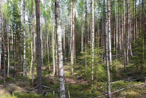 Mer blandskogar Foto: Ulf Rydja Minskade skaderisker Mångfald och ekologisk stabilitet i enskilt bestånd Högre upplevelsevärden Behåll blandning vid