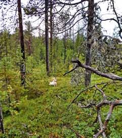 Noppikoski 18 19 augusti 2017 Äntligen var vi framme vid årets höjdpunkt när vi får släppa våra hundar och veta att vi har full sysselsättning i några månader.