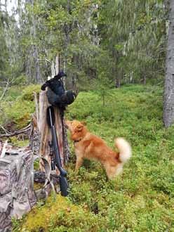 Kulskytte vid jakt med skällande fågelhund Här kommer några tankar och erfarenheter om kulskyttet vid jakt med skällande fågelhund.