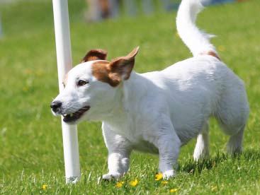 Om du vill tävla Innan träningen kan börja på allvar måste din hund ha vuxit färdigt och vara helt frisk. Tävla, det får hunden inte göra förrän den är över ett och ett halvt år.