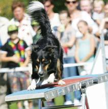 Även på det här hindret finns det markerade kontaktfält som hunden måste vidröra med minst en del av en tass.