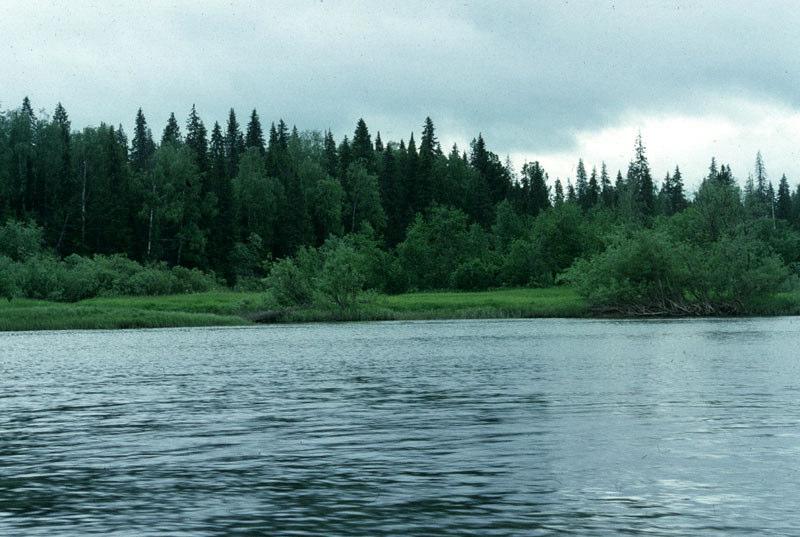 Varierande vattennivåer I urvatten avgör naturliga vattenståndsfluktuationer växtsammansättningen på flacka stränder (t.ex. Zinko 2005).