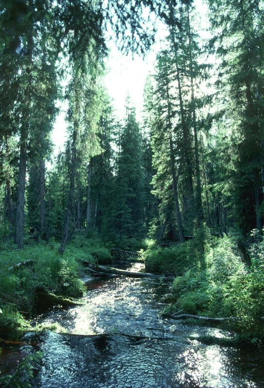 Unja, biflöde till Pechora, Komi, Ryssland.