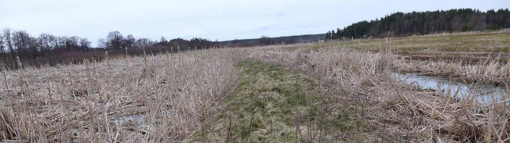 översilningsängen såddes det in fyra olika gräsarter, en snabbväxande för att snabbt komma igång med grönska och de andra tre arterna ska sedan ta över och bilda en stark rotmatta och tålig grönska.