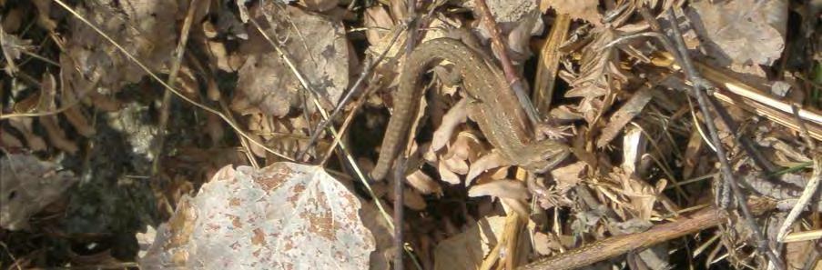 SÖNDAG 25 FEBRUARI Ingen organiserad guidning - alla naturguider är upptagna på annat håll.