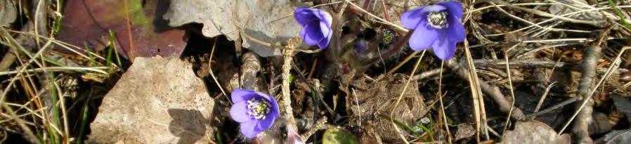 Upplev Stockholmsnaturen med Storstockholms naturguider 25 FEBRUARI 3 MAJ 2018 TISDAGKVÄLL 10 APRIL Grodorkestern i Skutan Upplev en kväll av grod- och paddspaning tillsammans med Britta Ahlgren runt