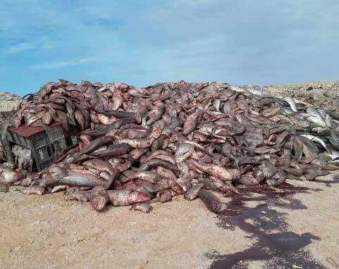 Vilka oljebolag har skrivit avtal med den marockanska staten? Är provborrningar på gång? Vad händer med rovfisket? Vad händer med de enorma växthusen som tömmer de underjordiska sjöarna vid Dakhla?